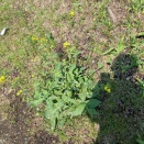 影法師大地の花を愛しめり：やんま．