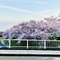 京都へ行って来ました4…八坂さんと円山公園