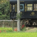 彼岸花曼珠沙華とたま電車