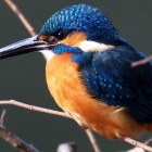 『投稿：BORG67FLによるカワセミ　2023/01/25』の画像