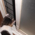 猫に小判を与えたら。 埋蔵金：千八百伍拾七両　そんなんやったらなんで戻るぅ？