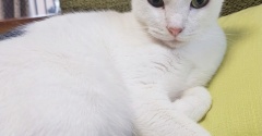 永遠の仔猫　ノリちゃん ２