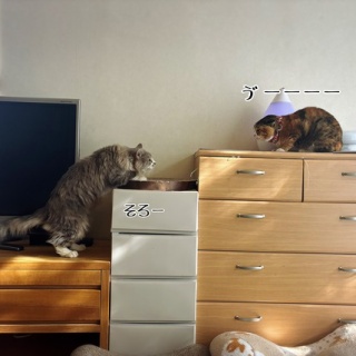 猫とお酒と日々のこと