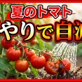 トマトの寿命を縮める！夏の「良かれと思った水やり」の罠