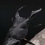 TOYOKUWA's Diary@静岡