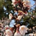 2月5日開花状況