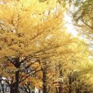 安全な紅葉スポット