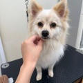 トリミングブログ