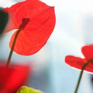 植物園で、写真の原点に立ち返った話（＆お知らせ）