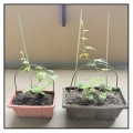 今年もゴーヤはじめました【ベランダ菜園2026】10日で驚きの成長！
