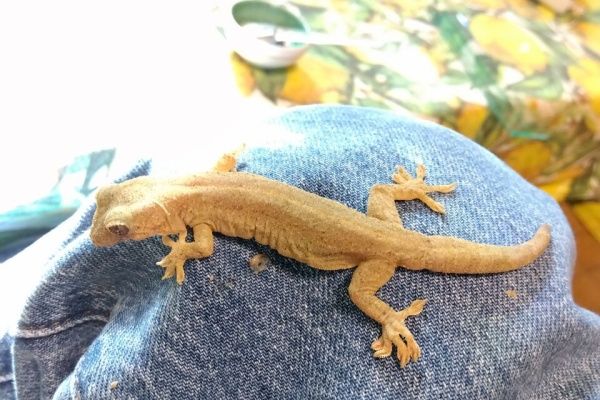 やもりんいもりん