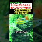 坂本馨の組長と呼ばれる愛隣保育園長・キャシャーン