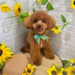 ゆうなぎ動物病院