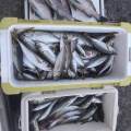 今週のお魚