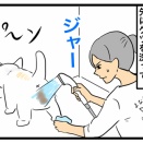 【シニア犬の注意サイン】お腹の不調は腎臓のSOSかも？前兆と予防ケアまとめ｜ちーちゃんですけどもっ