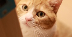 ひっそり待つ猫。