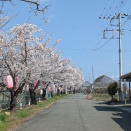 徳島提み　と　わに塚の桜