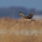 UYANのフィールドノート