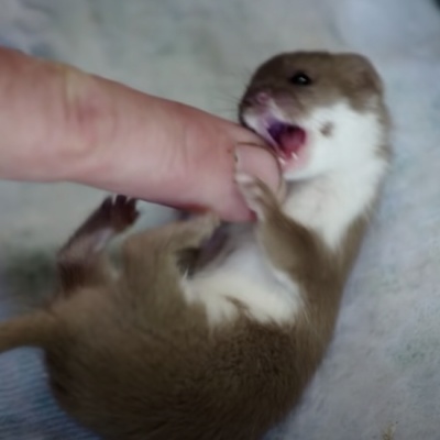 悲報 パーカーさん 犬に負ける ハトポ