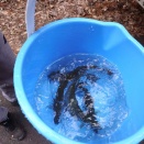 消えゆくヤマメたち。令和時代の渓流釣りは存続危機