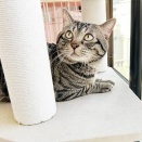 里親さんが決まった猫たち(4/3～)