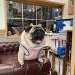 パグ・金太郎ブログ♪