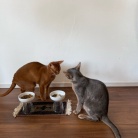 隣のごはんがよく見えちゃうひめちゃん