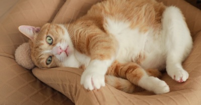 つぶしたがりを避ける猫。