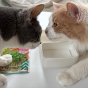 仲良しだからじゃれ合える2匹と「たまごの家」の卵