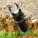 ブリーディングブログ