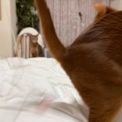 荒ぶるお姉ちゃんを呆然と見るわか坊