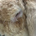 新規保護うさぎの紹介　エストくん・イタくん