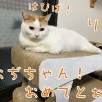 cat cafe Prince