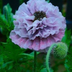 ブルーガーデンと花育て