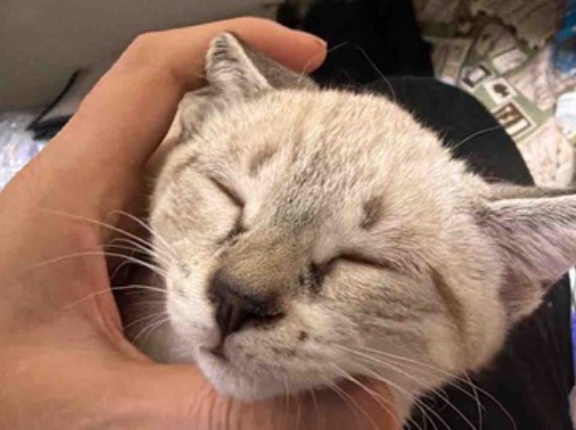 シャムキジ猫、焦げの途上　20260610