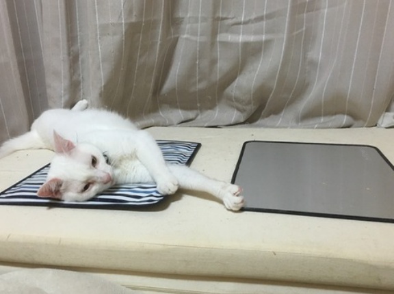 未公開のデータの頃　20260917