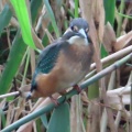 久しぶりにカワセミが来ました🐦‍⬛📸（多々良沼公園）
