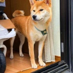 風太通信～柴犬風太の日記帳
