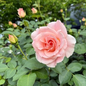 バラ新苗の植え替え/全員わがまま : のばらのガーデニングブログ Hana