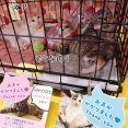 昨日は秘密結社ねこのひげ譲渡会♪