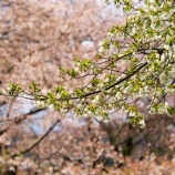 『【2026 津山さくらまつり(鶴山公園)❷】岡山県津山市山下』の画像
