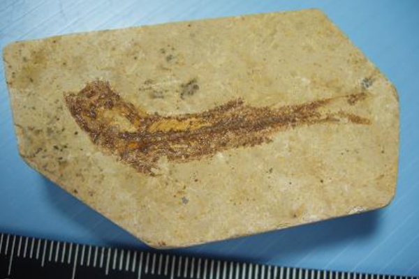 【魚の化石・始新世(約５０００万年前)・アメリカ・ワイオミング州産】 米国ワイオミング州の公式の化石の一つ、約5000万年前に棲息