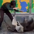 「アリクイって人間と遊ぶと、こんな動物だったんだ…」犬みたいにじゃれ付く