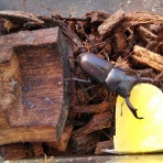 鍬形飼育記録帖