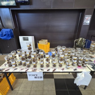 クワガタ備忘録