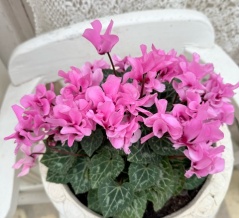 ＊オススメしたいシクラメン花数の多さが魅力のプティムーラン