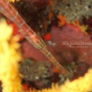 お天気は雨でしたが、海況は安定！