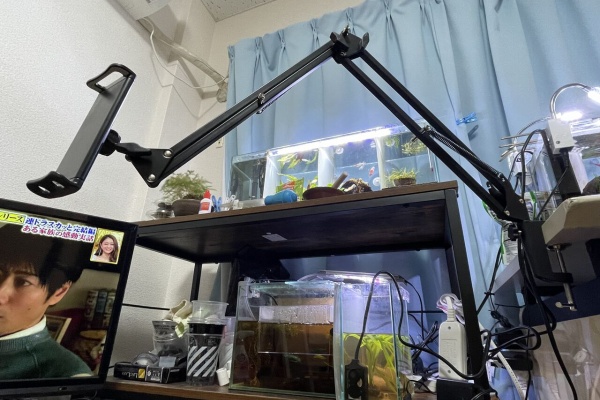 クロの熱帯魚飼育記 ワイルドベタ