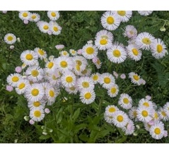 今日の道ばた　小花いろいろ