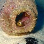 石垣島ダイビングブログ